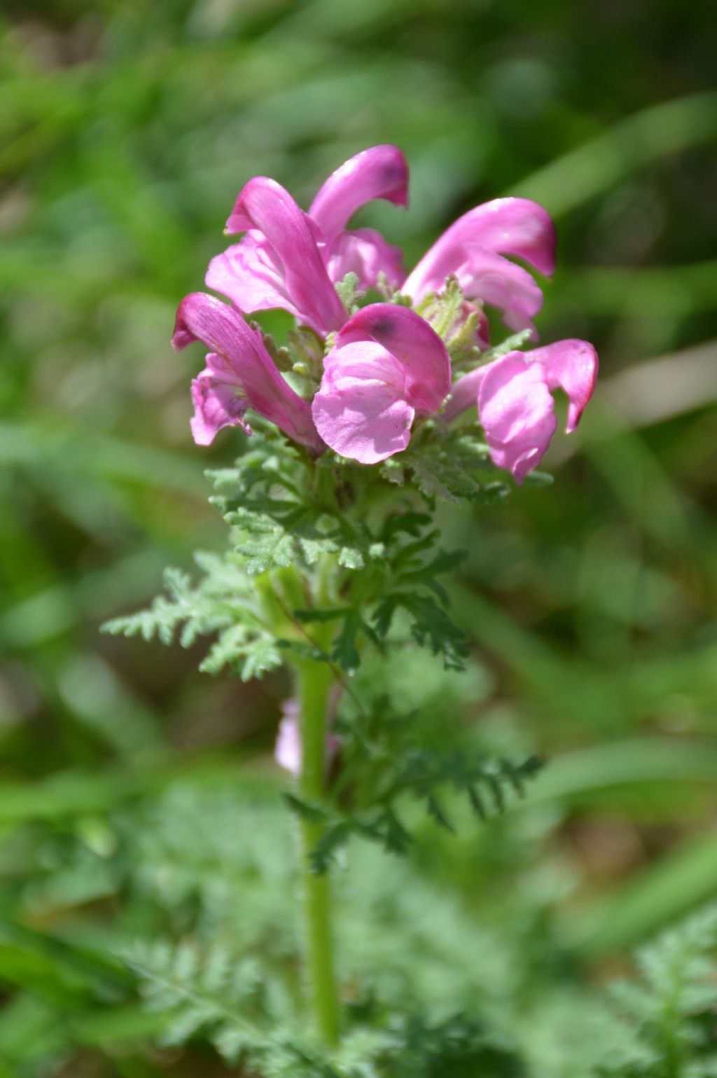 Pedicularis giroflexa?